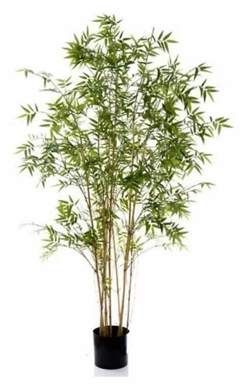 Phyllostachys glauca (White Bamboo)